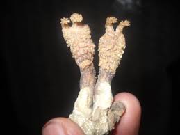 Original Shankar Hatha Jodi – Used in Tantra & Vedic Rituals
