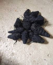 Premium Kaali Haldi (Black Turmeric) – A Sacred Symbol of Protection, Prosperity & Positive Energy