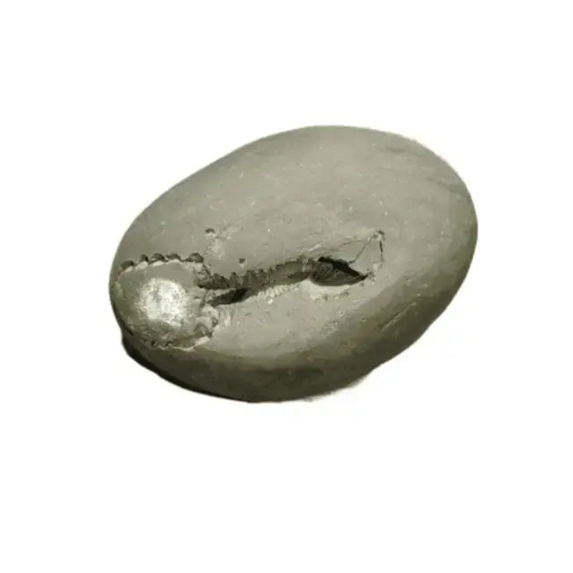 Laxmi Narayan Shaligram – Rare & 100% Authentic Sacred Shila