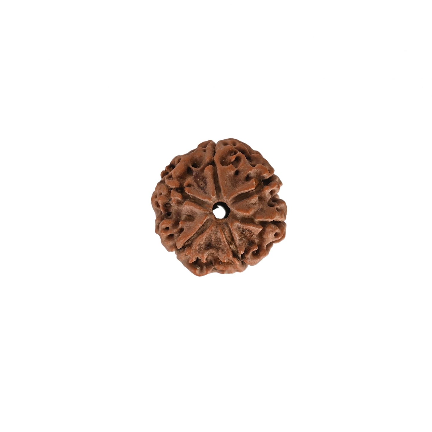 6 MUKHI CERTIFIED RUDRAKSH NEPAL