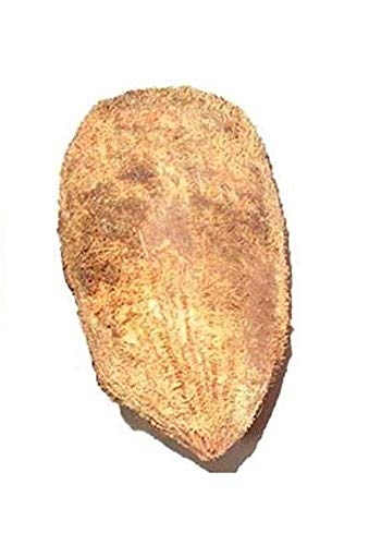 पूजा के लिए मूल एकशी/एकक्षी नारियाल/वन आई कोकोनट - Original Ekashi/Ekakshi Nariyal/One Eye Coconut for Puja - 2 Pieces
