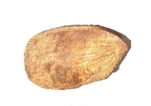 पूजा के लिए मूल एकशी/एकक्षी नारियाल/वन आई कोकोनट - Original Ekashi/Ekakshi Nariyal/One Eye Coconut for Puja - 2 Pieces