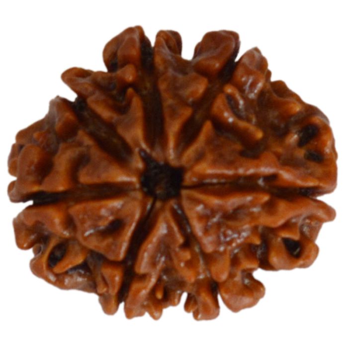 7 MUKHI CERTIFIED RUDRAKSH NEPAL Pendent in Silver