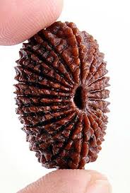 Original 21 Mukhi Nepali Rudraksha Bead | Original Kuber Rudraksha for Wealth & Divine Protection