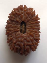 Original 21 Mukhi Nepali Rudraksha Bead | Original Kuber Rudraksha for Wealth & Divine Protection